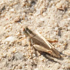 Packard's Grasshopper thumbnail 4