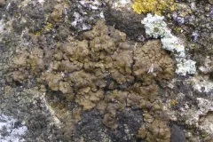 Clavascidium umbrinum thumbnail 2