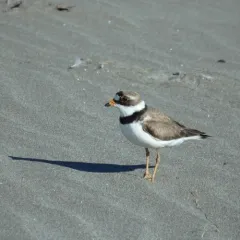Semipalmated Plover thumbnail 3