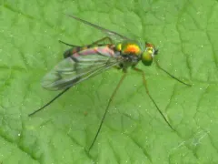 Condylostylus viridicoxa thumbnail 3