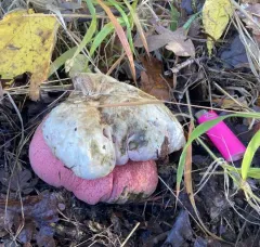 California Satan's Bolete thumbnail 2