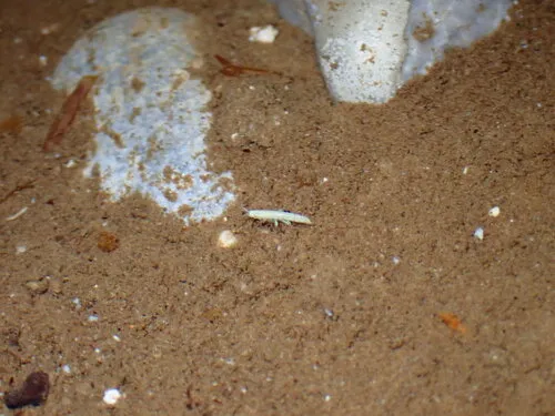 Quatsino Cave Amphipod