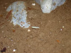 Quatsino Cave Amphipod thumbnail 1