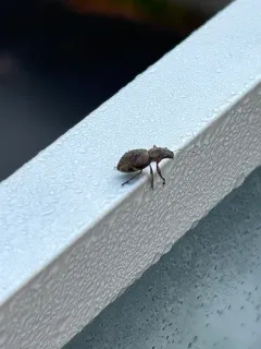 Fuller's rose weevil thumbnail 2