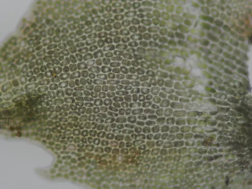 Large Cut Notchwort