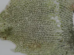 Large Cut Notchwort thumbnail 1