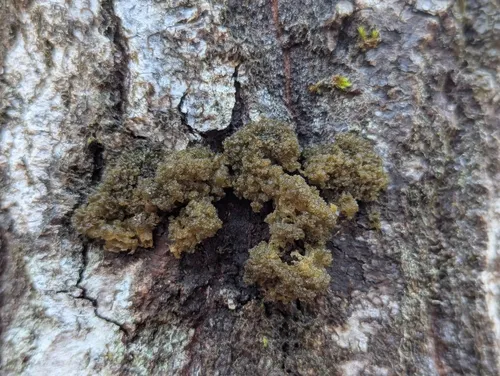 Crumpled Bat's Wing Lichen