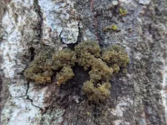 Crumpled Bat's Wing Lichen thumbnail 1