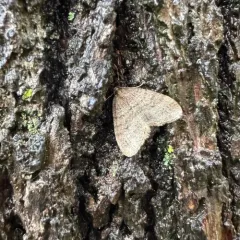 Winter Moth thumbnail 1