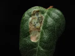 Amauromyza shepherdiae thumbnail 2
