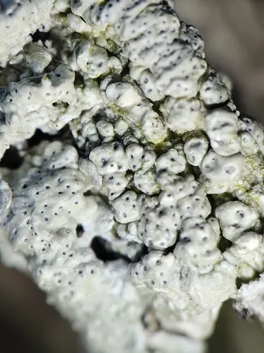 Pertusaria consocians