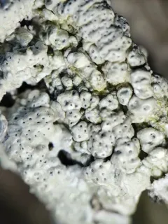 Pertusaria consocians thumbnail 1