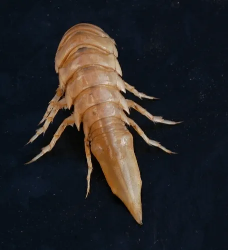Saduria sabini