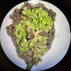 Violet Crystalwort thumbnail 2