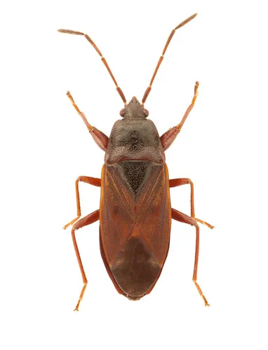 Eremocoris depressus