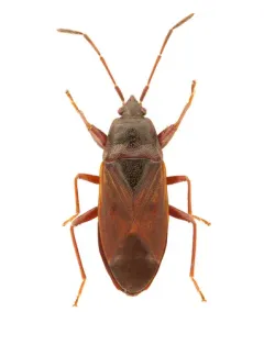 Eremocoris depressus thumbnail 1