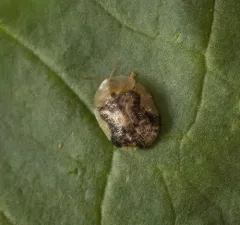 Small Tortoise Beetle thumbnail 4