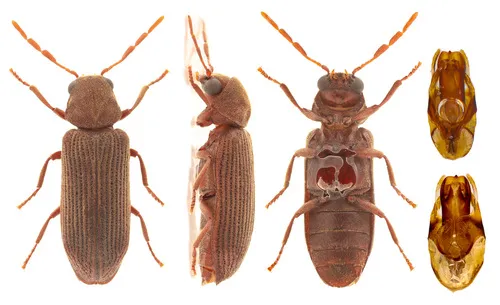 Eastern Deathwatch Beetle
