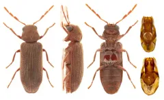 Eastern Deathwatch Beetle thumbnail 1