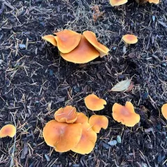 Gymnopilus aurantiophyllus thumbnail 2