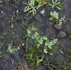 Common Crystalwort thumbnail 2