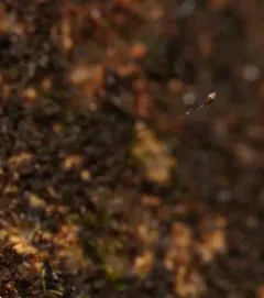 Brown's Four-toothed Moss thumbnail 2