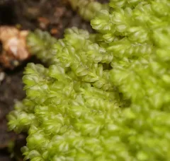 Gyrothyra underwoodiana thumbnail 2