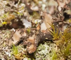 Sticta rhizinata thumbnail 2