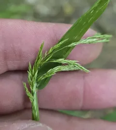 drooping woodreed thumbnail 2