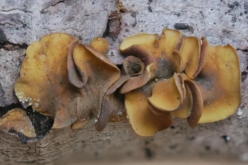 Capronia pilosella