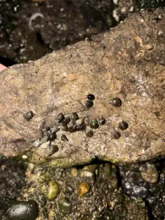 Eroded Periwinkle thumbnail 2