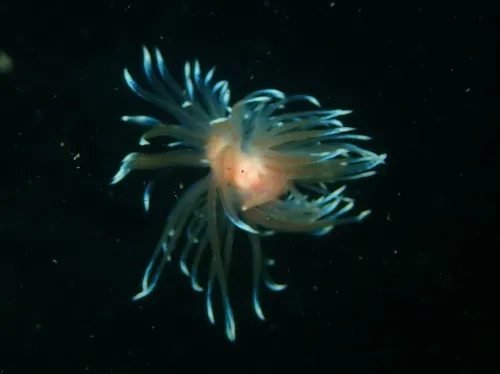 Fernald's Aeolid