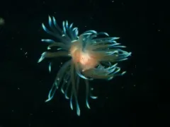 Fernald's Aeolid thumbnail 1