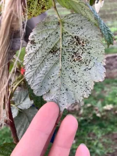 Red Raspberry Yellow Rust thumbnail 1