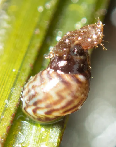 Lacuna variegata
