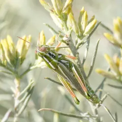 Snakeweed Grasshopper thumbnail 2