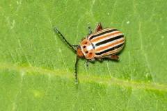 Disonycha caroliniana thumbnail 2