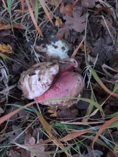 California Satan's Bolete thumbnail 1
