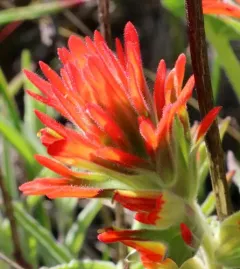 Short-lobed Paintbrush thumbnail 4