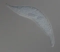 Amphileptus pleurosigma thumbnail 1