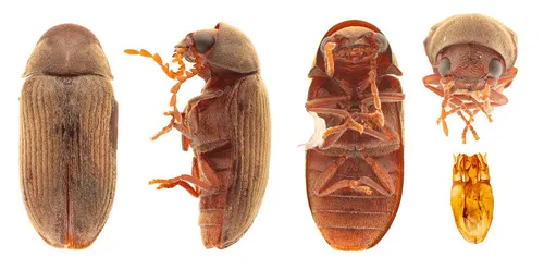 Euvrilletta harrisii