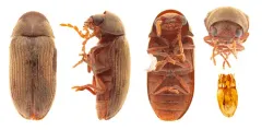 Euvrilletta harrisii thumbnail 1