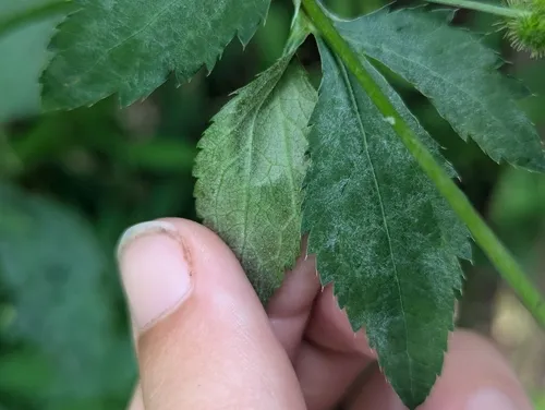 Umbellifer Powdery Mildew