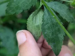 Umbellifer Powdery Mildew thumbnail 1