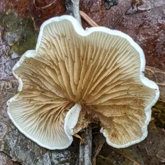 Crepidotus versutus thumbnail 1