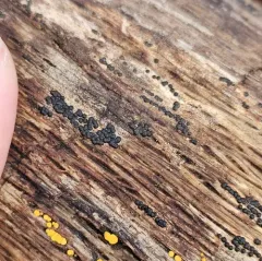 Rosellinia subiculata thumbnail 3