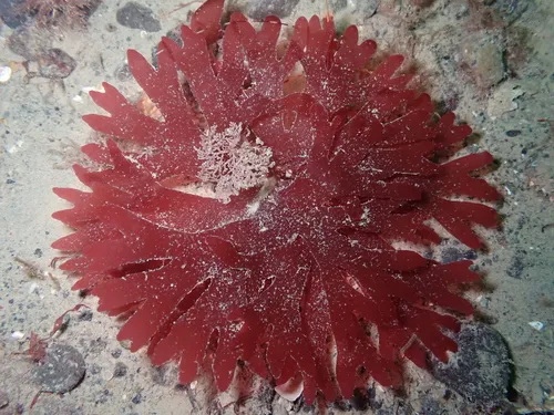 Rhodymenia pacifica