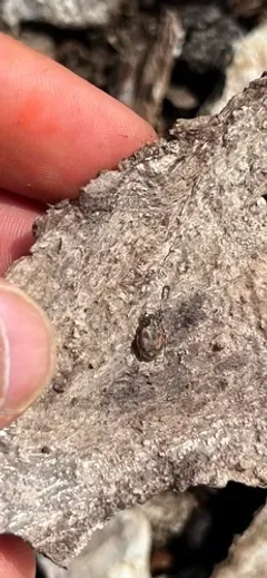 Bristly-necked Valgus thumbnail 2
