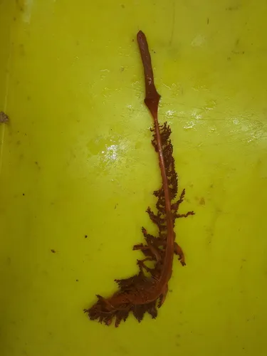 Ptilella grandis