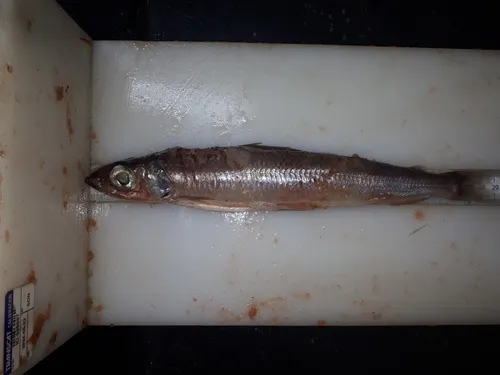Atlantic Argentine